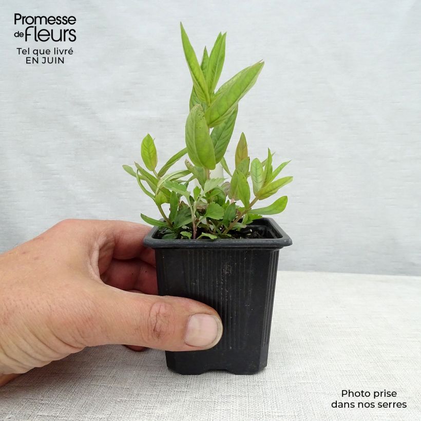 Amostra de Lythrum salicaria The Beacon Vaso de 8/9 cm tal como entregue no verão