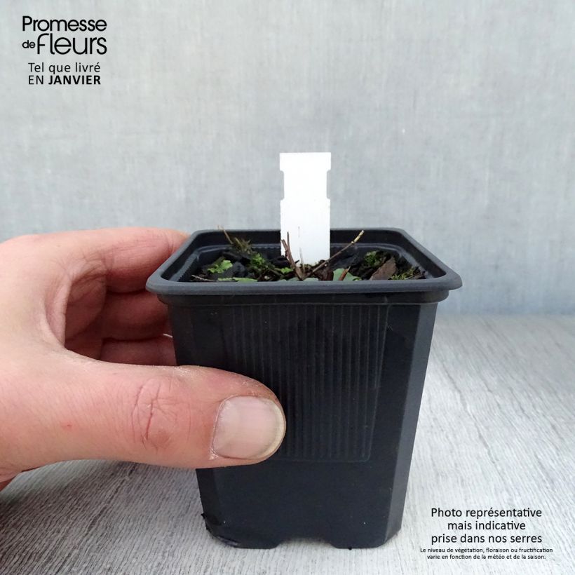 Amostra de Lythrum salicaria The Beacon - Salicaire commune The Beacon  Vaso de 8/9 cm tal como entregue no inverno