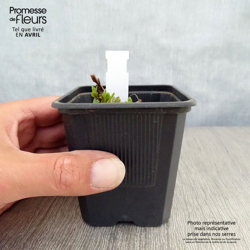 Amostra de Lythrum salicaria The Beacon Vaso de 8/9 cm tal como entregue na primavera