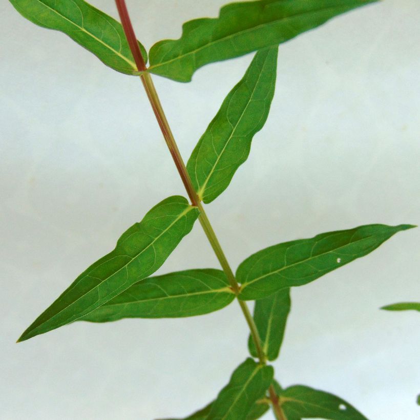 Lythrum virgatum Dropmore Purple (Folhagem)