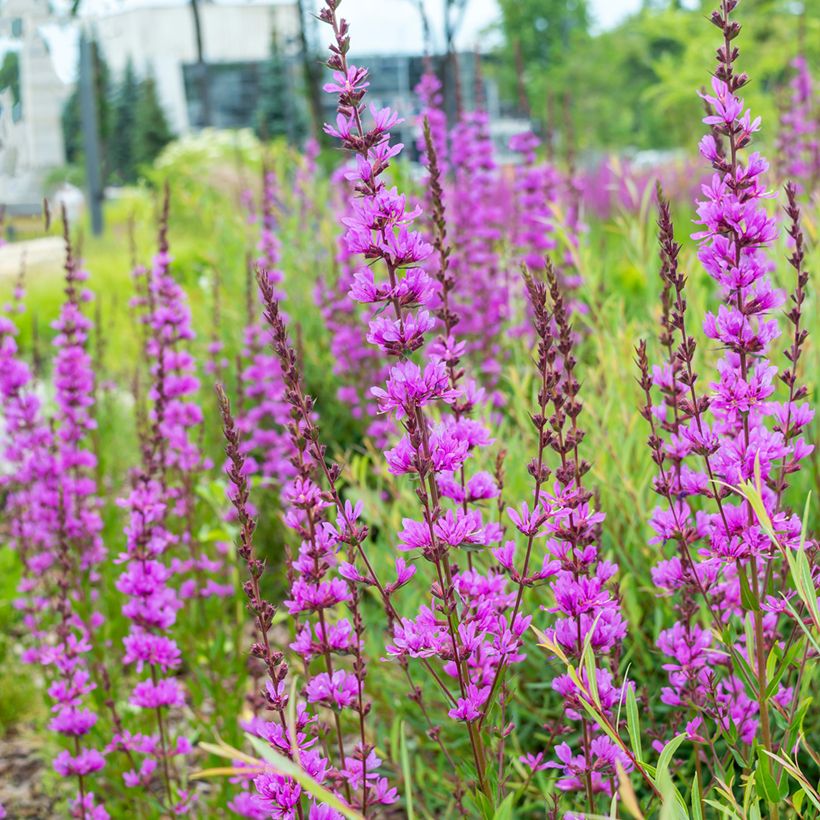 Lythrum virgatum Dropmore Purple (Hábito)