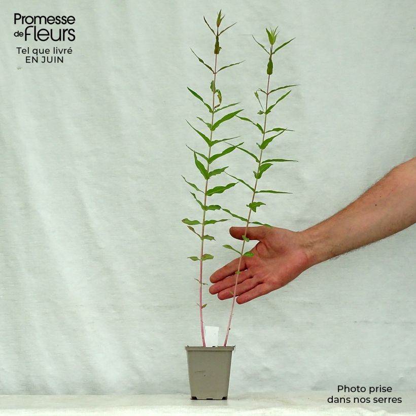 Amostra de Lythrum virgatum Dropmore Purple Vaso de 8/9 cm tal como entregue no verão