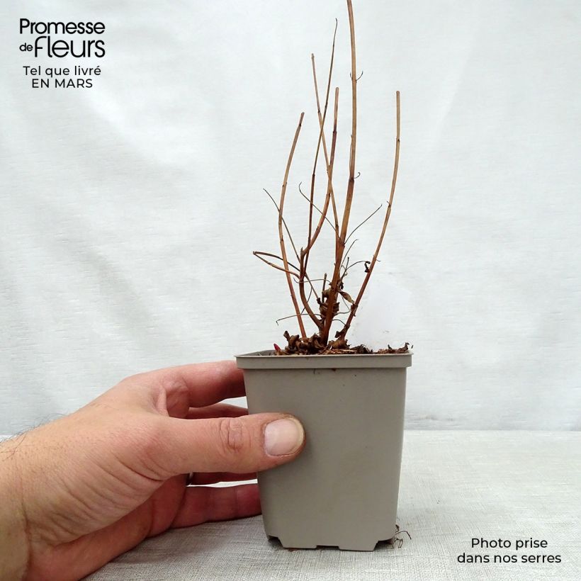 Amostra de Lythrum virgatum Dropmore Purple Vaso de 8/9 cm tal como entregue na primavera