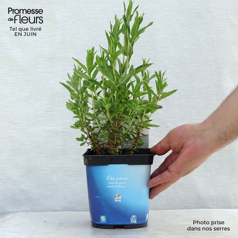 Amostra de Lythrum virgatum Dropmore Purple Vaso de 2 L/3 L tal como entregue no verão