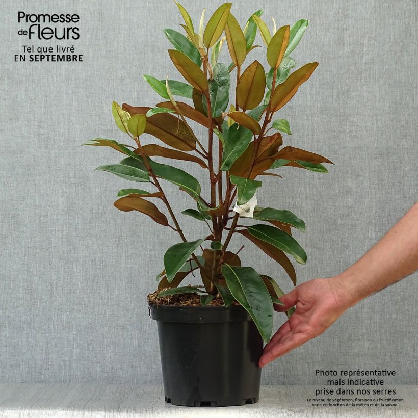 Amostra de Magnolia grandiflora Alta Vaso de 4 L/5 L tal como entregue no outono