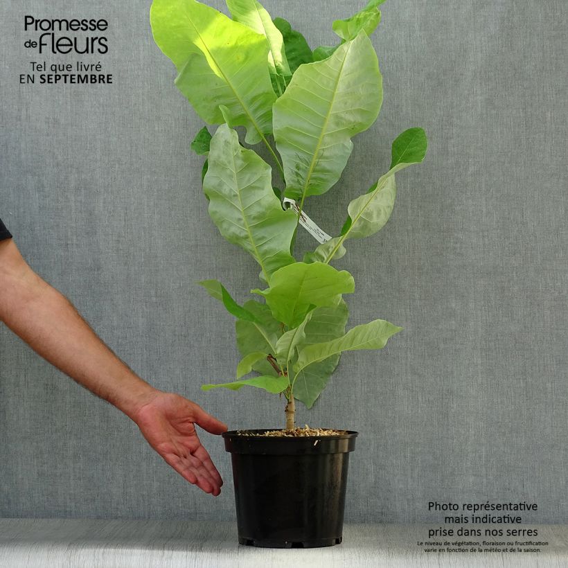 Amostra de Magnolia macrophylla subsp. ashei Vaso de 4 L/5 L tal como entregue no outono