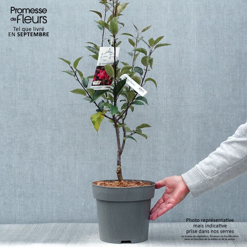 Amostra de Malus Dark Rosaleen - Macieira ornamental Vaso de 6 L/7 L tal como entregue no outono