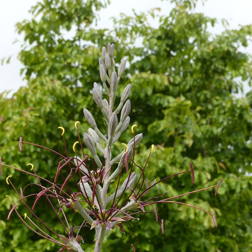 Agave undulata Chocolate Chips (Floração)