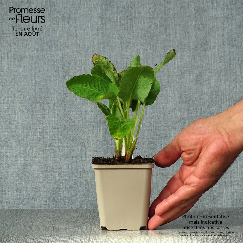 Amostra de Meconopsis betonicifolia Vaso de 8/9 cm tal como entregue no verão