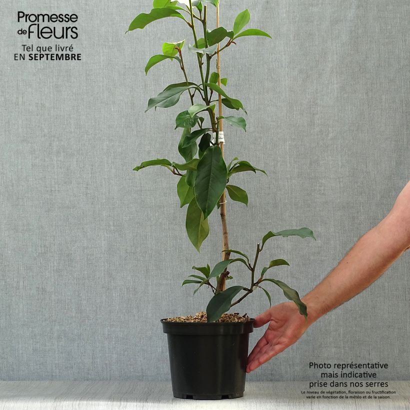 Amostra de Magnolia Allspice  - Magnólia-banana Vaso de 4 L/5 L tal como entregue no outono
