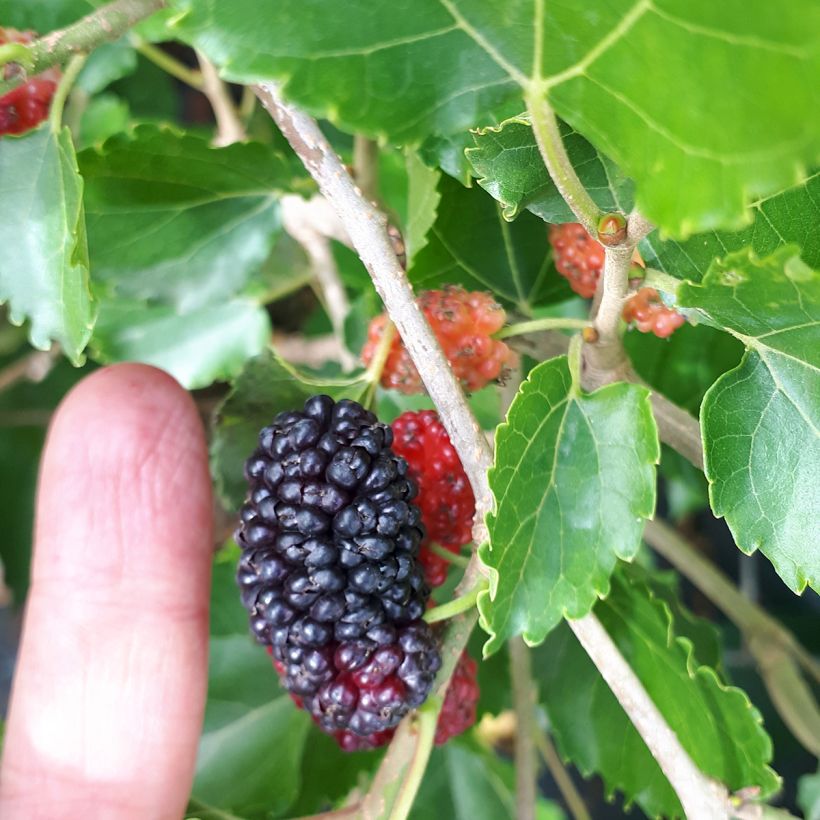 Morus alba Milanowek - Amoreira-branca (Colheita)