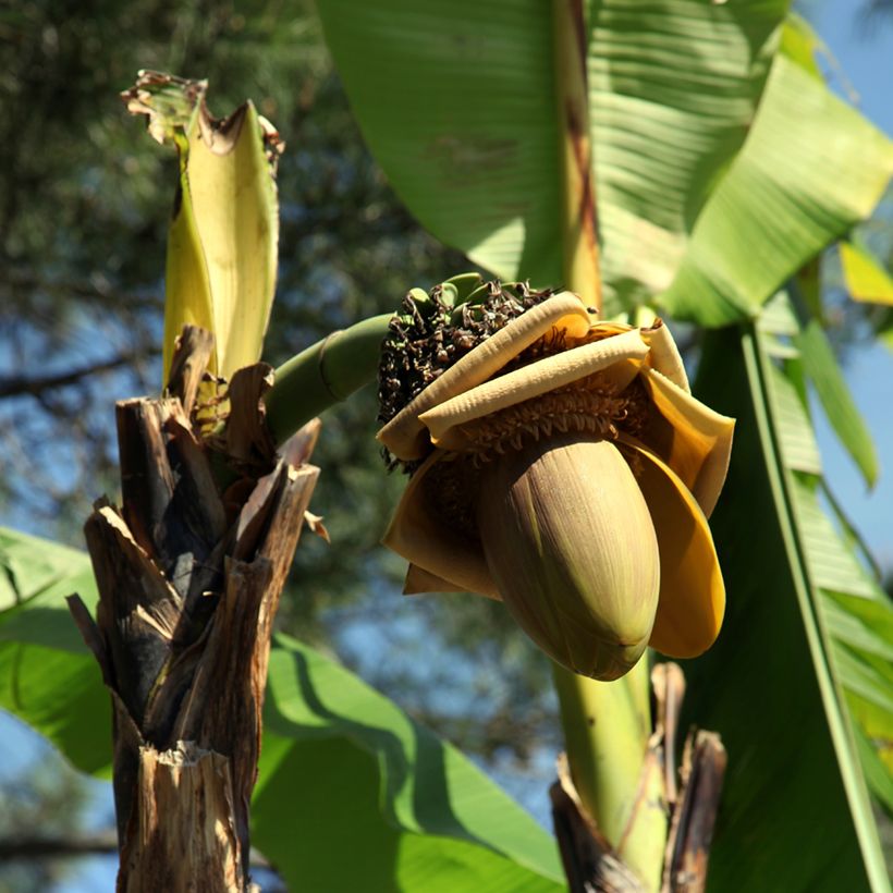 Musa paradisiaca Dwarf Orinoco - Banana-da-terra (Floração)