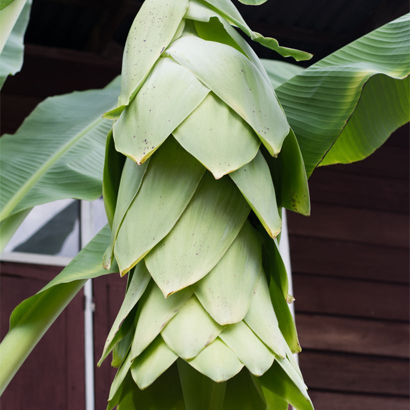 Ensete glaucum (Floração)