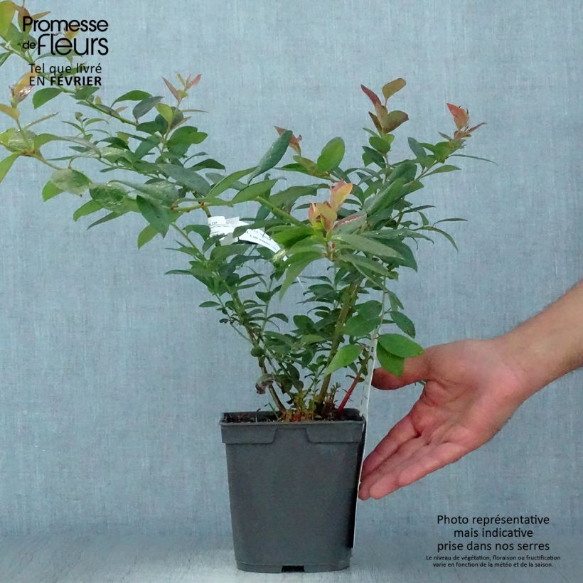 Amostra de Mirtileiro Atlantic - Vaccinium corymbosum Vaso de 1,5 L/2 L tal como entregue no outono