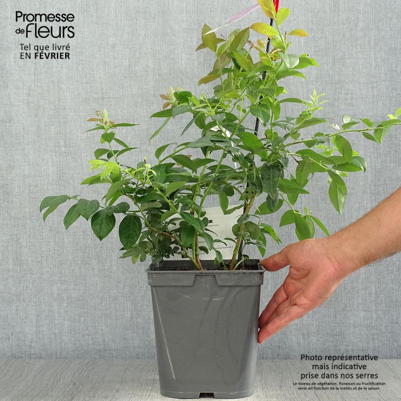 Amostra de Mirtileiro Atlantic - Vaccinium corymbosum Vaso de 4 L/5 L tal como entregue no outono