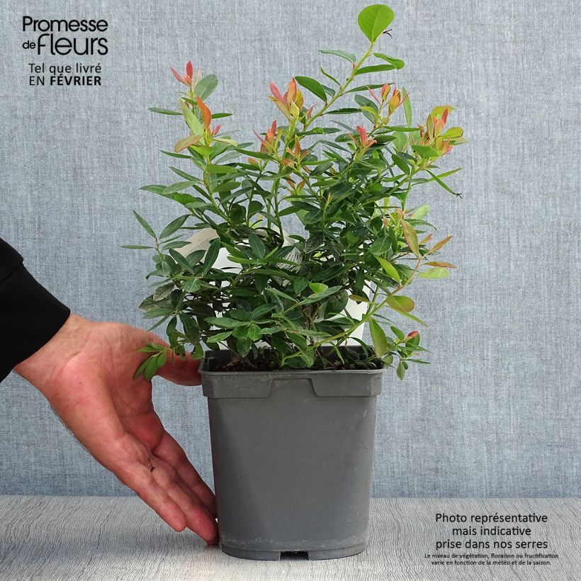 Amostra de Mirtilo Blue Pearl - Vaccinium corymbosum Vaso de 2 L/3 L tal como entregue no outono