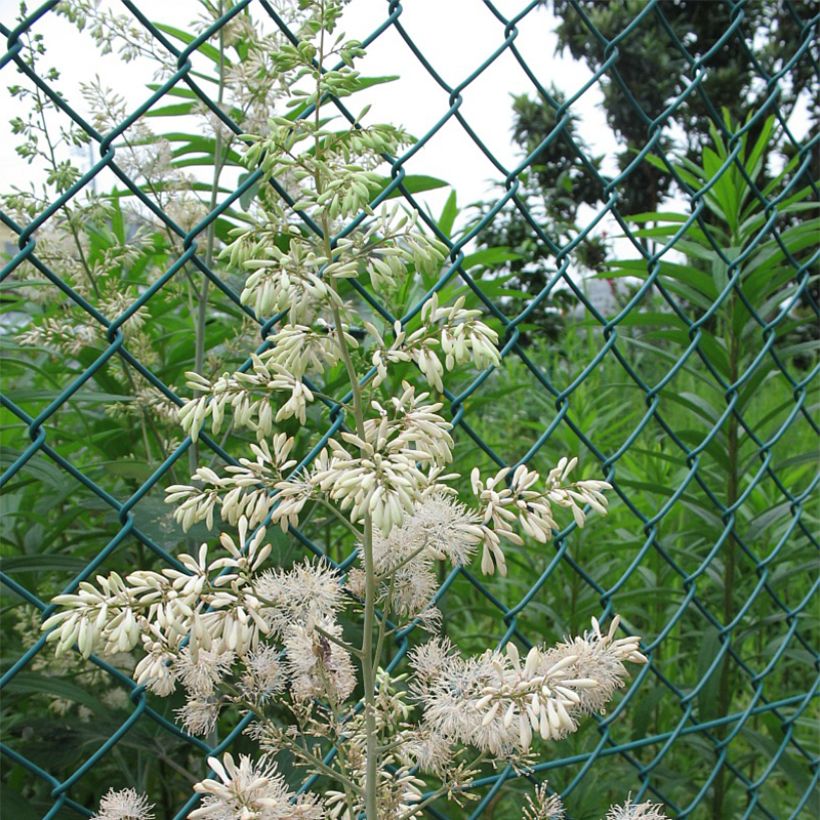 Macleaya cordata (Floração)