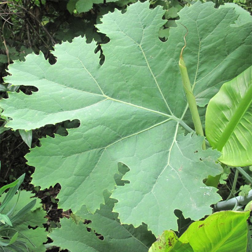 Macleaya cordata (Folhagem)