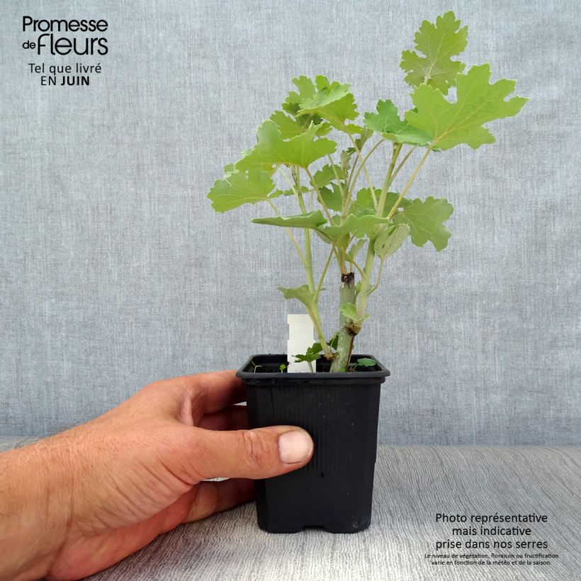 Amostra de Macleaya cordata Vaso de 8/9 cm tal como entregue no verão