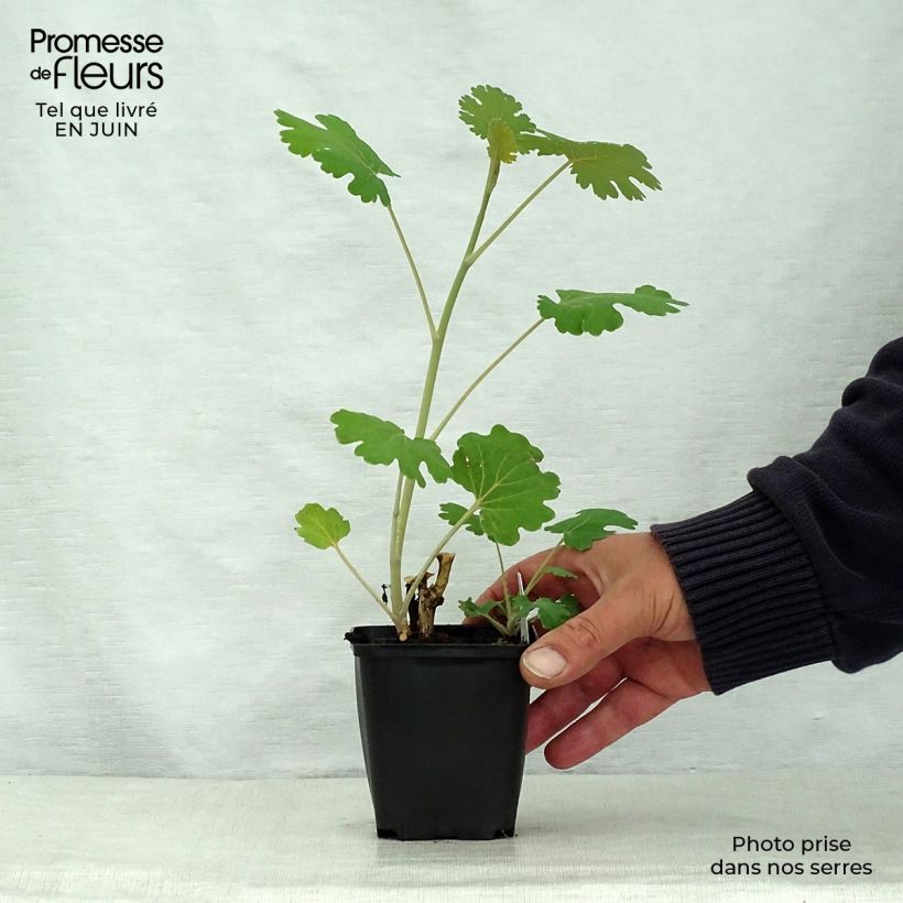 Amostra de Macleaya microcarpa Kelway's Coral Plume Vaso de 8/9 cm tal como entregue no verão