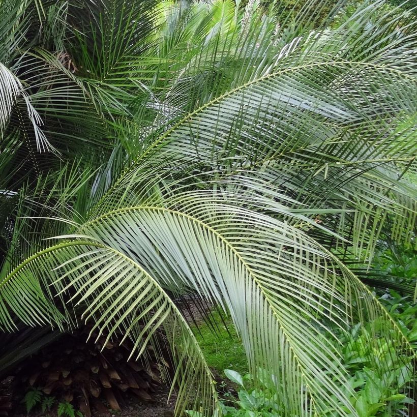 Macrozamia communis (Folhagem)