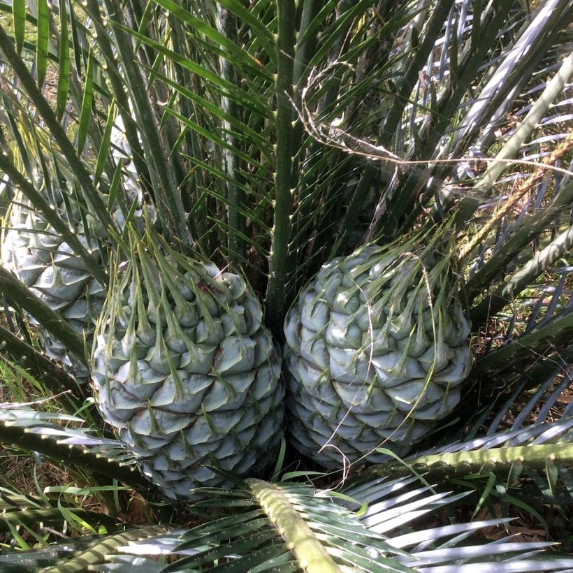 Macrozamia communis (Floração)