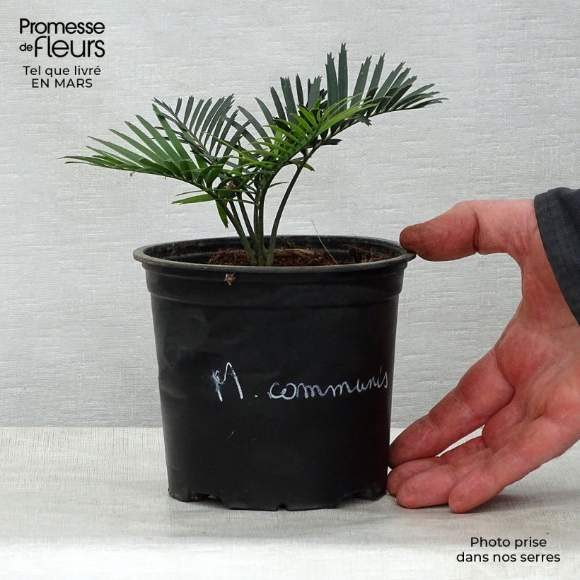 Amostra de Macrozamia communis Vaso de 12 cm/13 cm tal como entregue na primavera