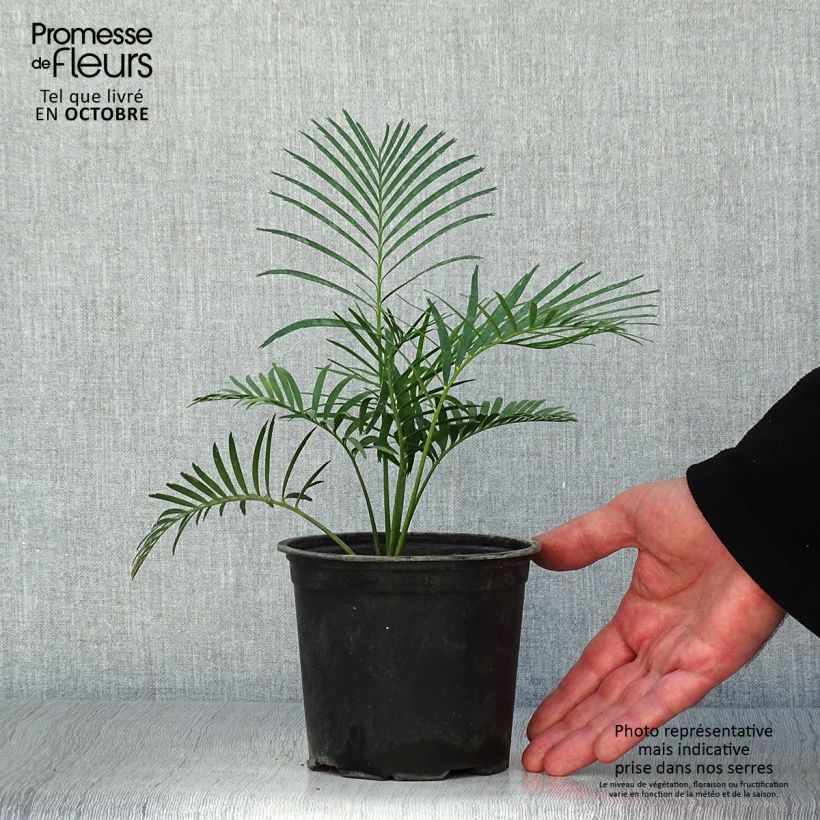 Amostra de Macrozamia communis Vaso de 12 cm/13 cm tal como entregue no outono