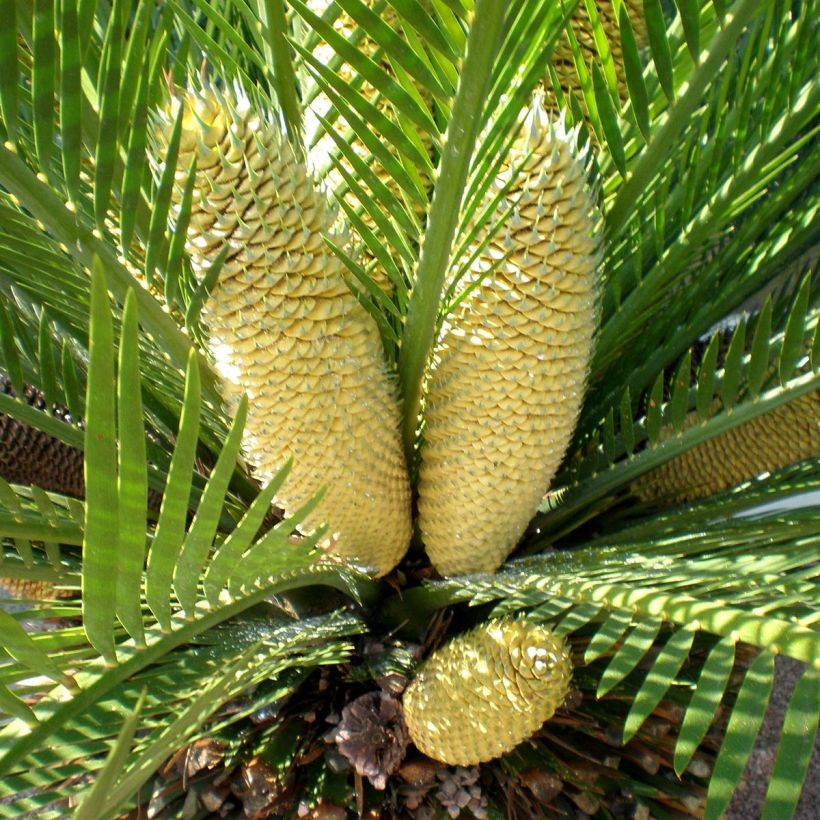 Macrozamia moorei (Floração)