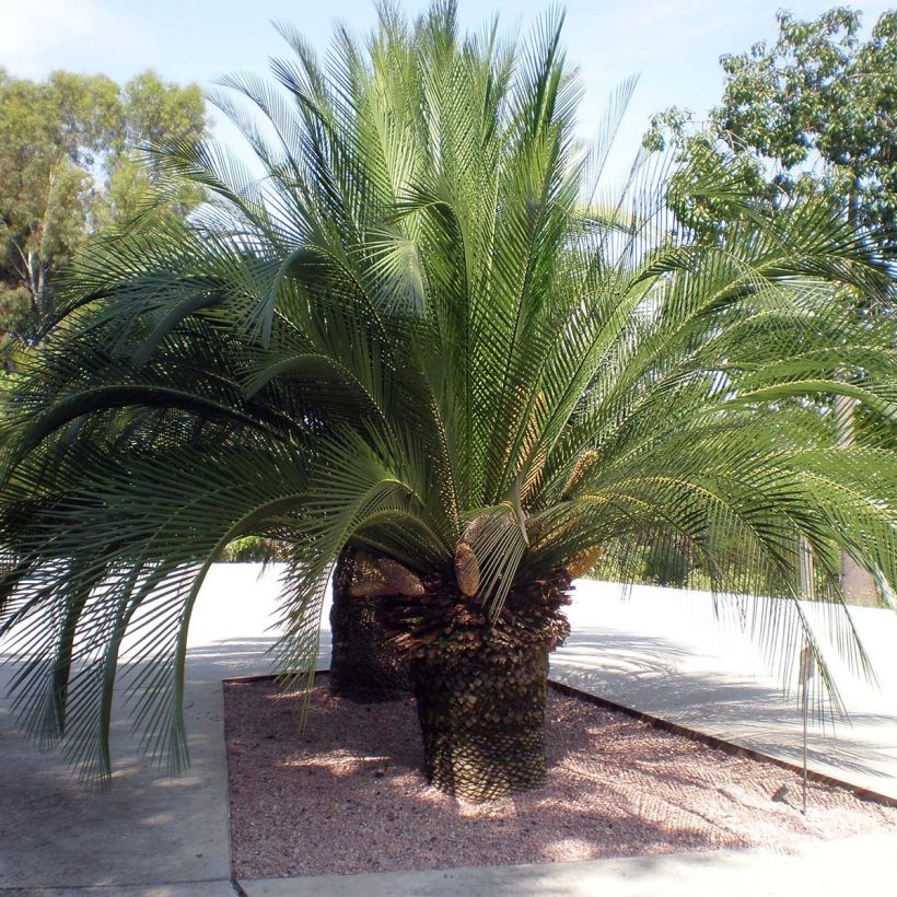Macrozamia moorei (Hábito)