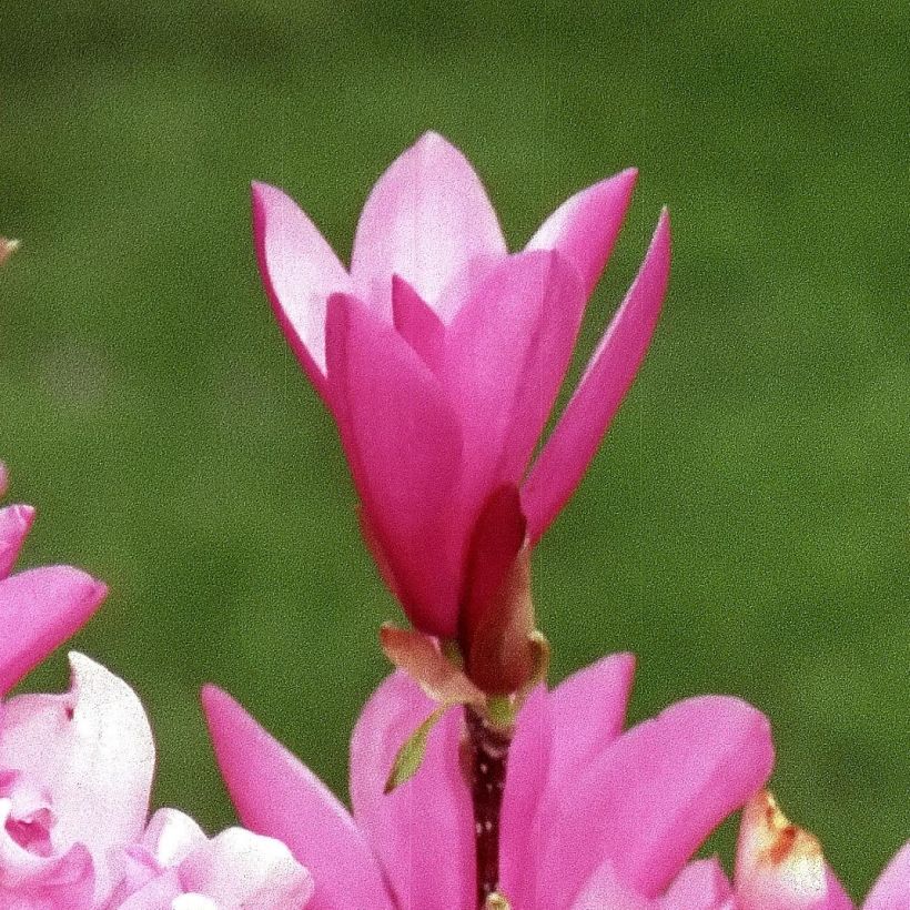 Magnolia Betty (Floração)