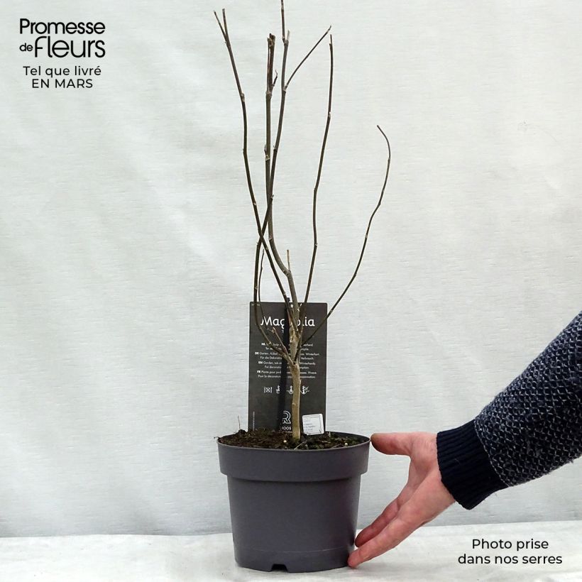 Amostra de Magnolia Betty Vaso de 4 L/5 L tal como entregue no inverno