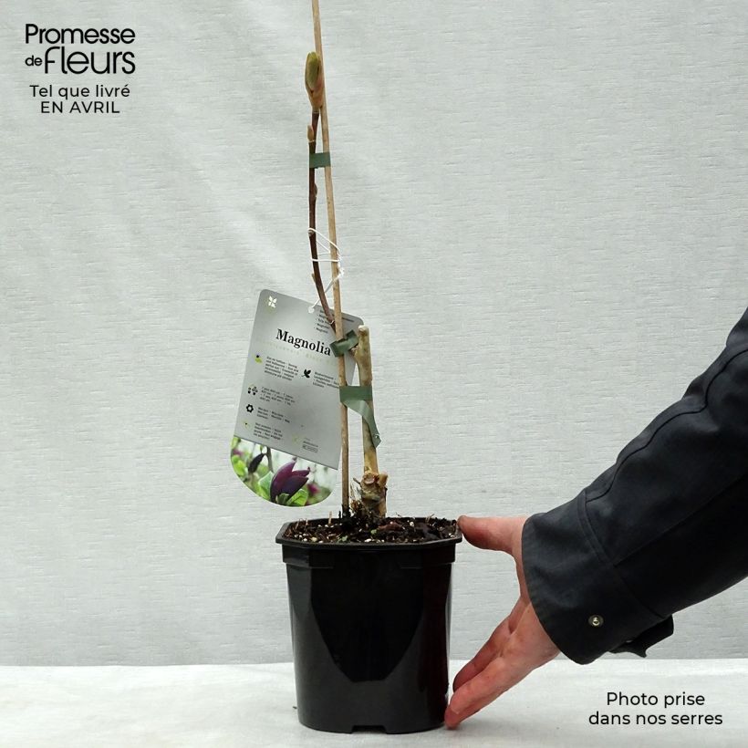 Amostra de Magnolia Black Beauty Vaso de 2 L/3 L tal como entregue na primavera