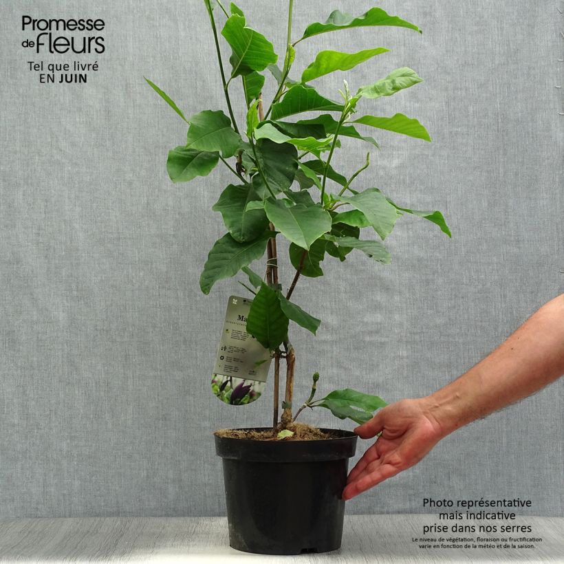 Amostra de Magnolia Black Beauty Vaso de 2 L/3 L tal como entregue no verão