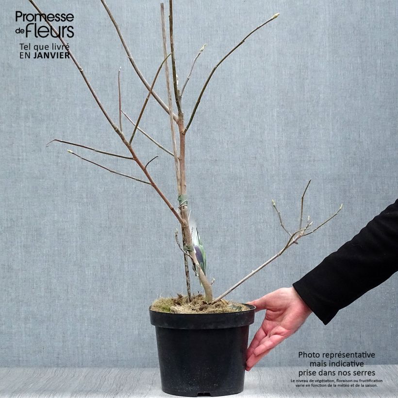 Amostra de Magnolia Black Beauty Vaso de 2 L/3 L tal como entregue no inverno