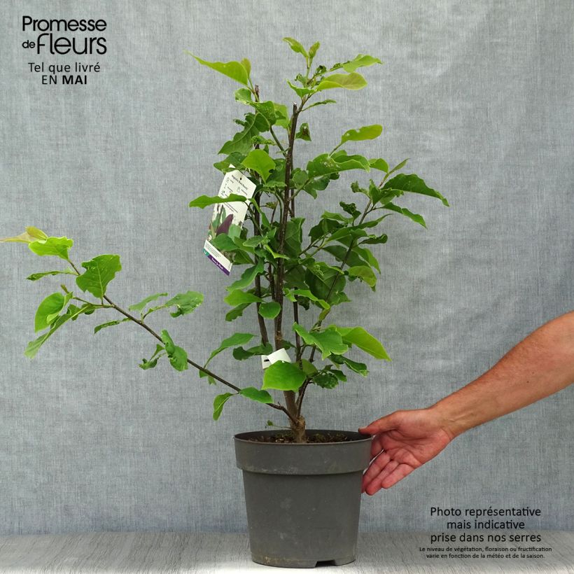 Amostra de Magnolia Black Beauty Vaso de 6 L/7 L tal como entregue na primavera