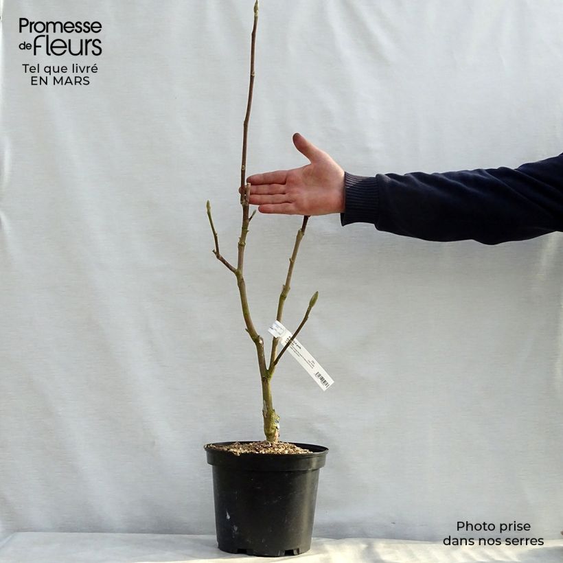 Amostra de Magnolia Black Tulip Vaso de 4 L/5 L tal como entregue na primavera