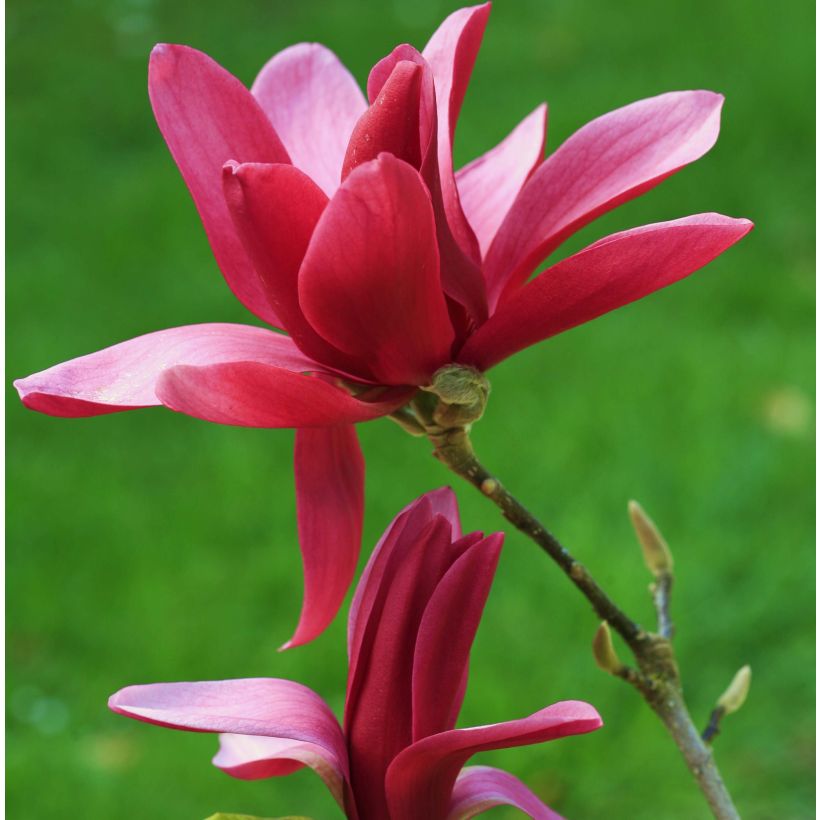 Magnolia Burgundy Star (Floração)