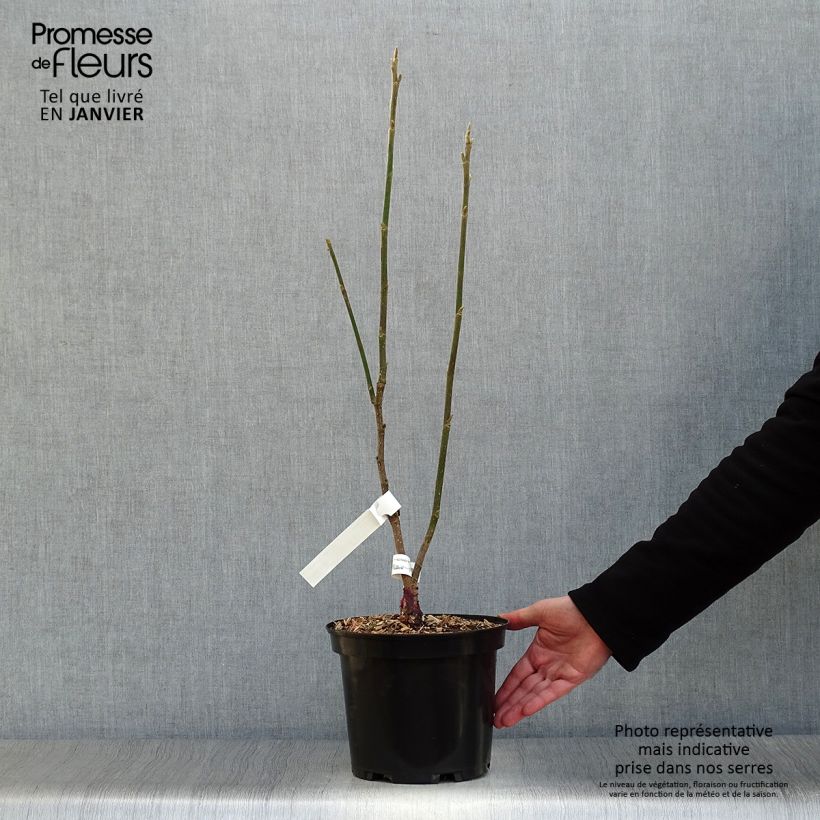 Amostra de Magnolia Burgundy Star Vaso de 4 L/5 L tal como entregue no inverno