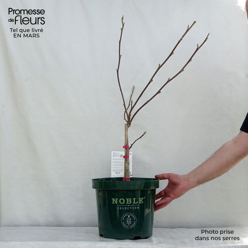 Amostra de Magnolia Daphne Vaso de 4 L/5 L tal como entregue na primavera