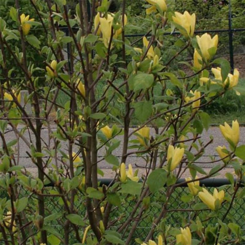 Magnolia Daphne (Folhagem)
