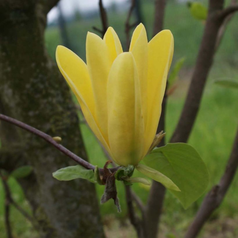 Magnolia Daphne (Floração)