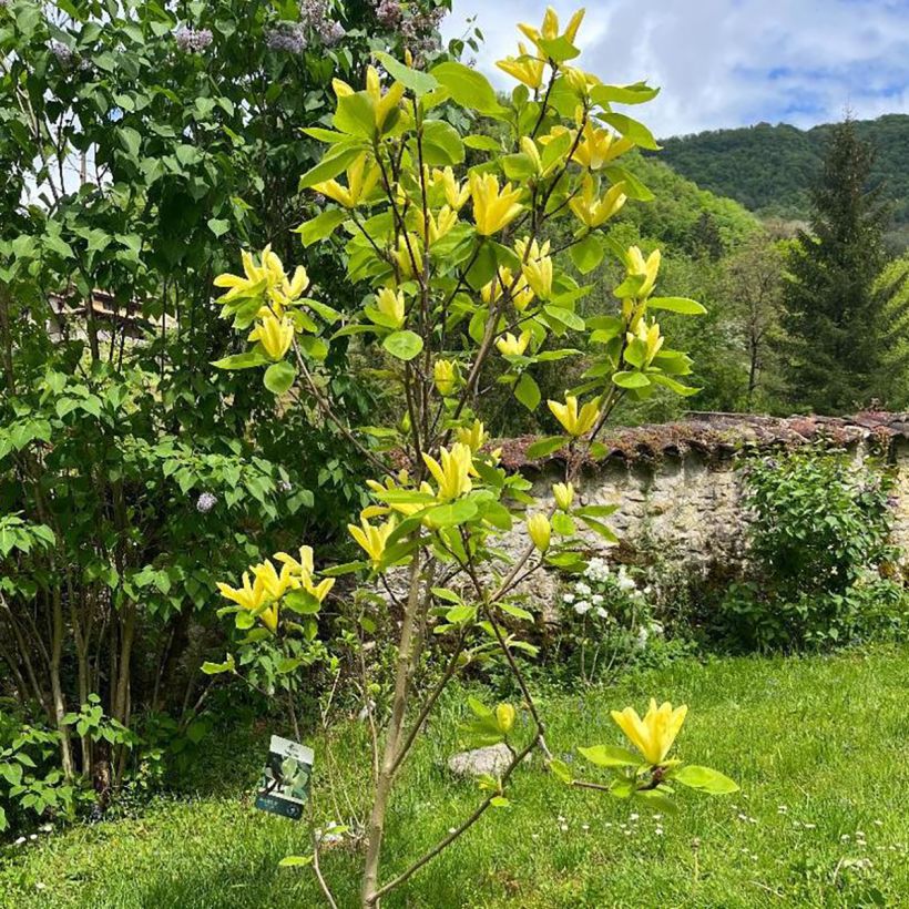 Magnolia Daphne (Hábito)