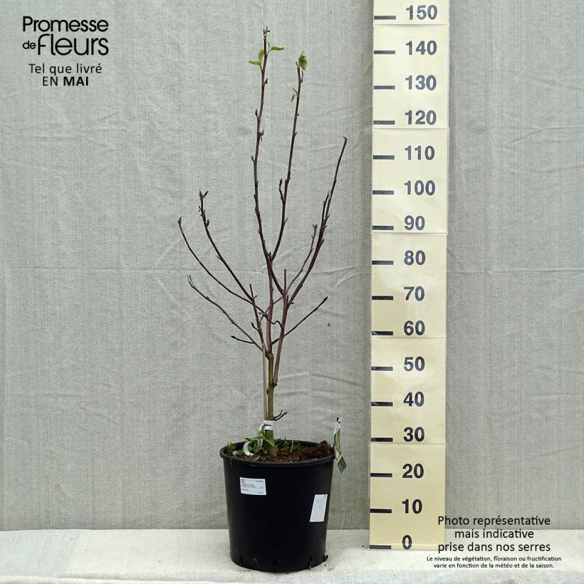 Amostra de Magnolia Daphne Vaso de 7,5 L/10 L tal como entregue na primavera