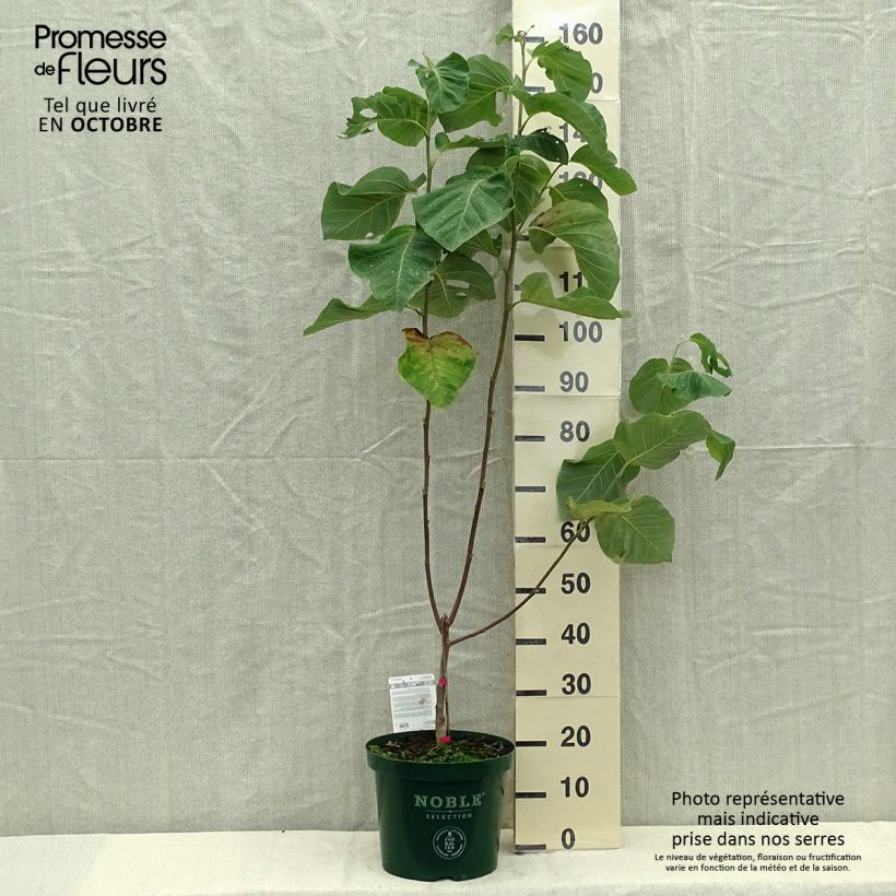 Amostra de Magnolia Daphne Vaso de 4 L/5 L tal como entregue no outono
