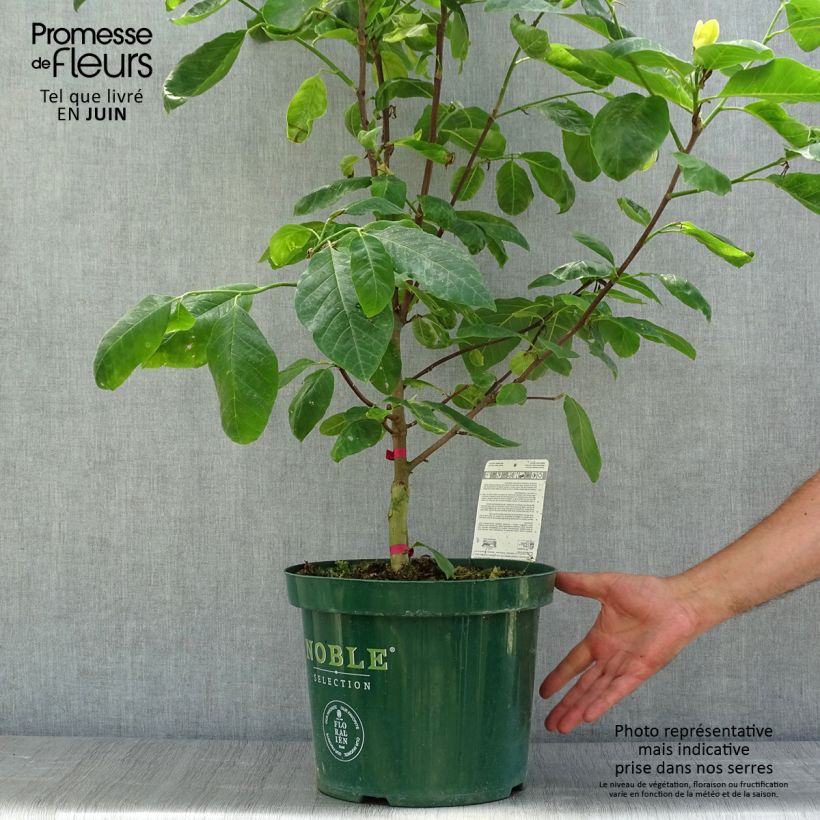 Amostra de Magnolia Daphne Vaso de 4 L/5 L tal como entregue no verão