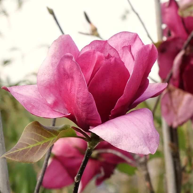 Magnolia soulangeana Emperor (Floração)