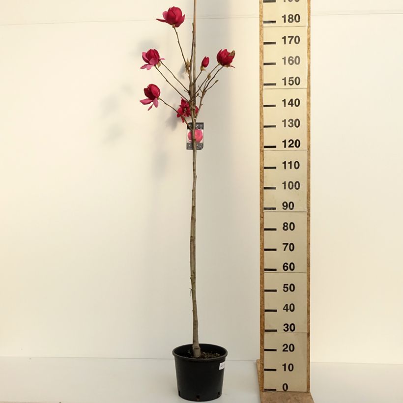Amostra de Magnolia soulangeana Emperor Vaso de 7,5 L/10 L tal como entregue na primavera