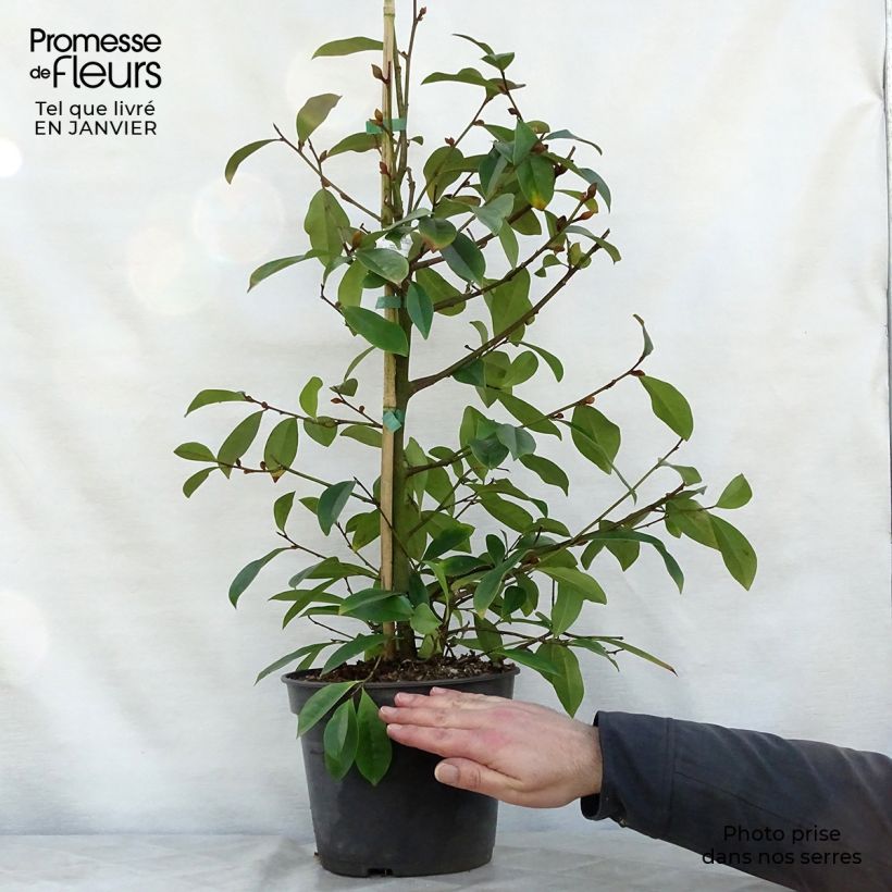 Amostra de Magnolia Fairy Blush - Magnólia-banana Vaso de 4 L/5 L tal como entregue no inverno