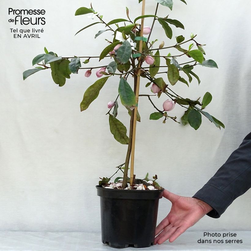 Amostra de Magnolia Fairy Blush - Magnólia-banana Vaso de 4 L/5 L tal como entregue na primavera